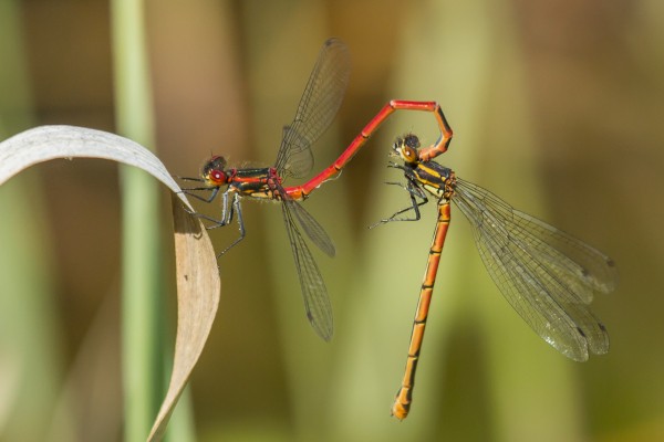 _96A1337- Vuurjuffers- mannetje en vrouwtje.jpg