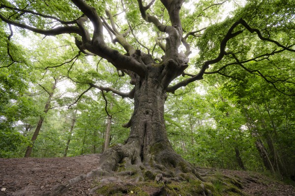 Rob Visser 31.jpg