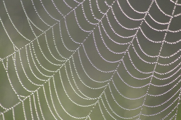 IMG_6563 spinneweb2.jpg
