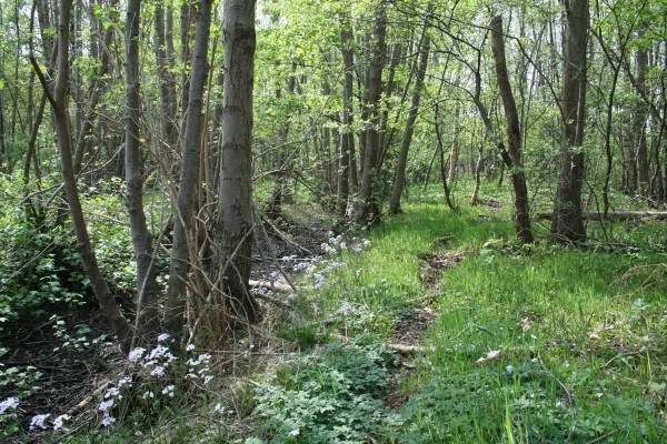 Elzenhakhoutbos.JPG