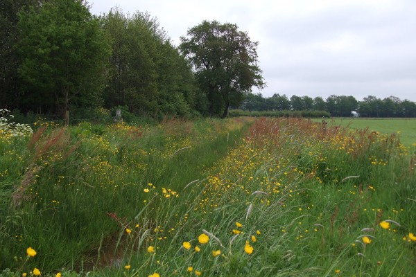 Faunamengsel langs houtsingel.JPG