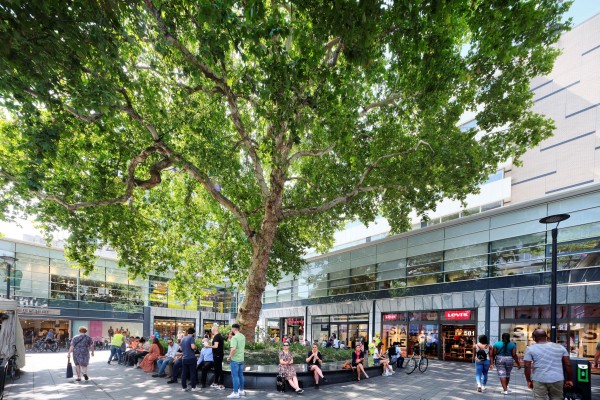 Genomineerde bomen van het jaar 2019-Zuidholland-Liggend-web.jpg