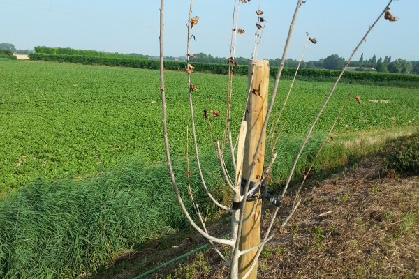 2015-07-17 verdroogde aanplant op weltevredendijk.jpg