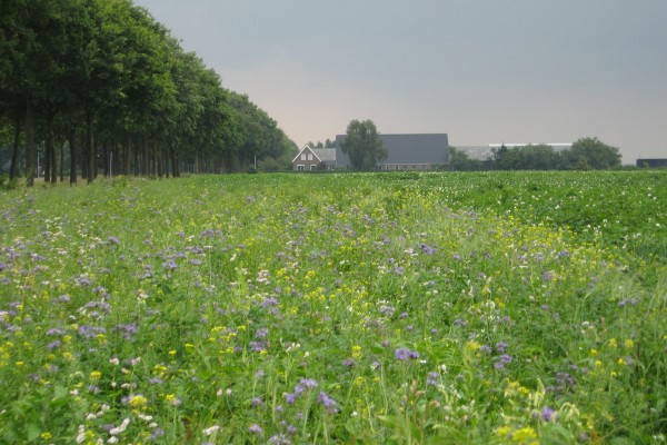 Akkerrand_gelemosterd-Phacelia-boekweit.JPG
