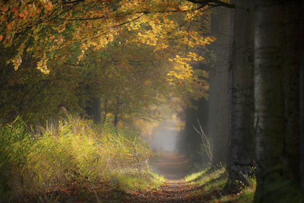 _DSC7919_boslandschap_HM.jpg