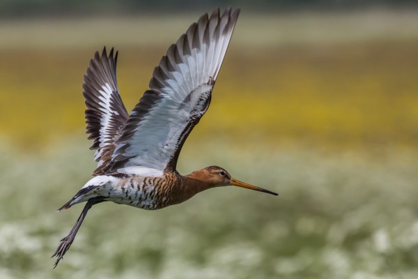 _96A7364- Grutto_IvB.jpg