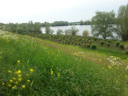 20160510_Crobsche Waard.jpg