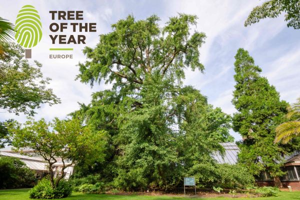 European Tree of the Year 2025