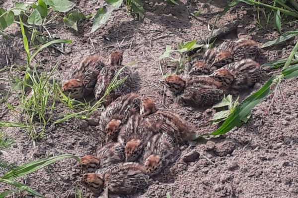 Jonge patrijzen op zand_2018-08-06.jpg