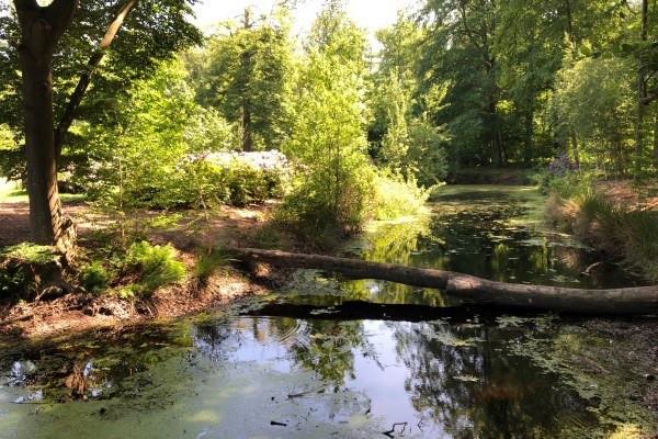 Mijn natuur sterrebos 1 - kopie.JPG