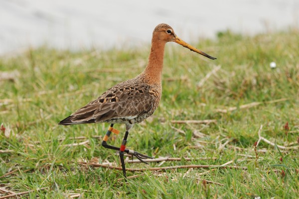 Grutto-KdK_0078.JPG