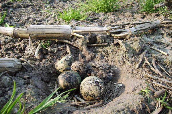 jonge kievit maisland.JPG