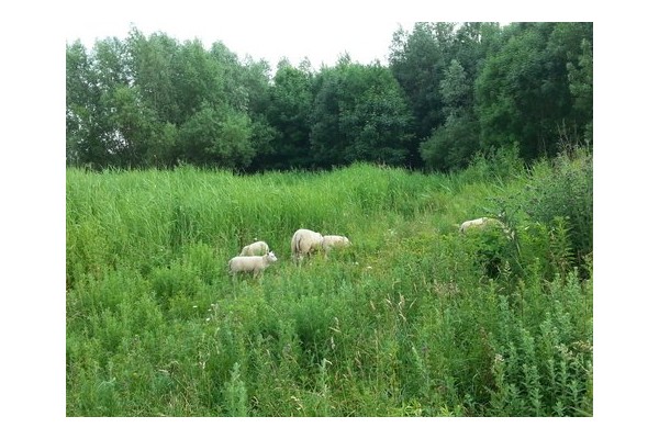 natuurbeweiding met schapen-natuur of onbebouwd-klein