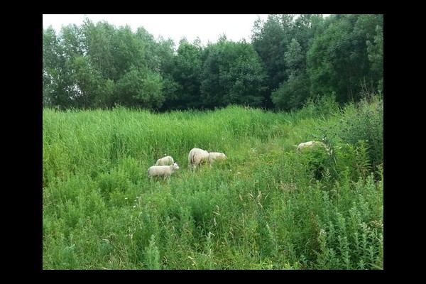 natuurbeweiding met schapen-natuur of onbebouwd-klein
