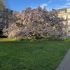 MagnoliaWageningen.jpeg
