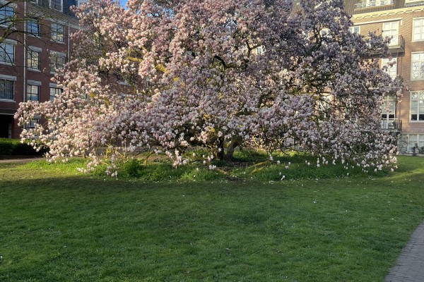 MagnoliaWageningen.jpeg