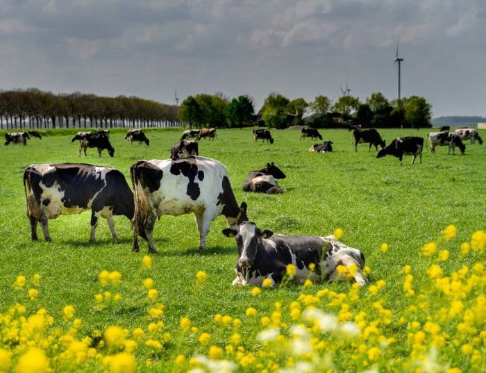 Koeien-landschap_Margreet Riedstra
