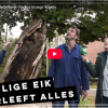 vroege vogels.png