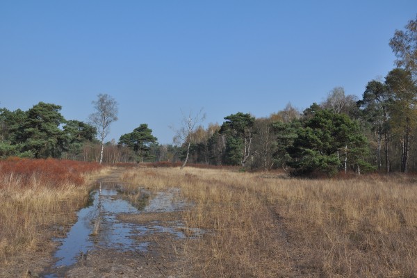 Gorsselse-heide-DSC_4651.JPG
