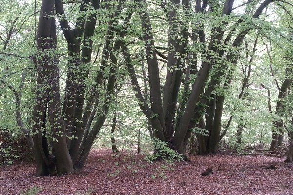 beukenrij-RS_20180426_123139.jpg