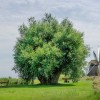 Groningen Wilg Rob Visser_DSC_0456 SMALL.jpg