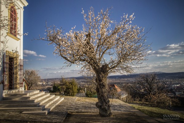 blosommingalmondtreehungary.jpg