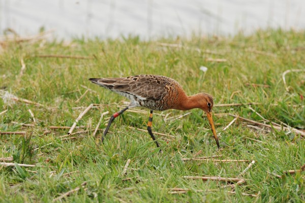 Grutto-KdK_0074.JPG