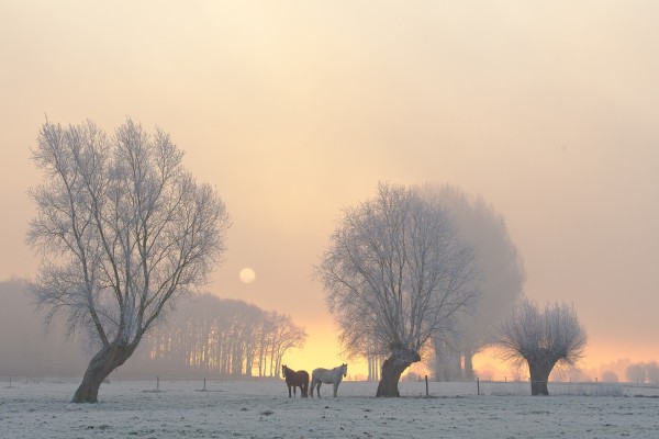 _DSC8378_kerstkaart.jpg