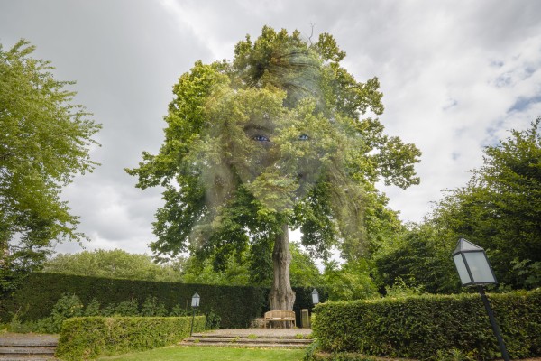 Tilia@5.jpg