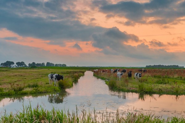 Koeien-landschap_Margriet Riedstra (2).JPG