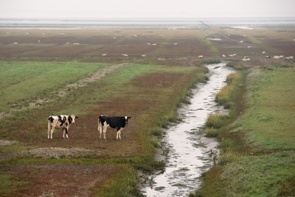 Kwelders-Groningen-HMenop (3).jpg