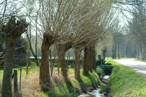 Knotwilgen in Twents coulissenlandschap.jpg