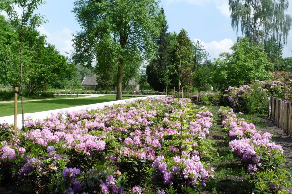 Bredevoort_Van Hemert 2016_rododendrons.jpg
