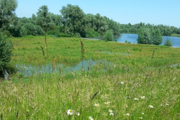 20160606_Breemwaard_hoogwater2.jpg